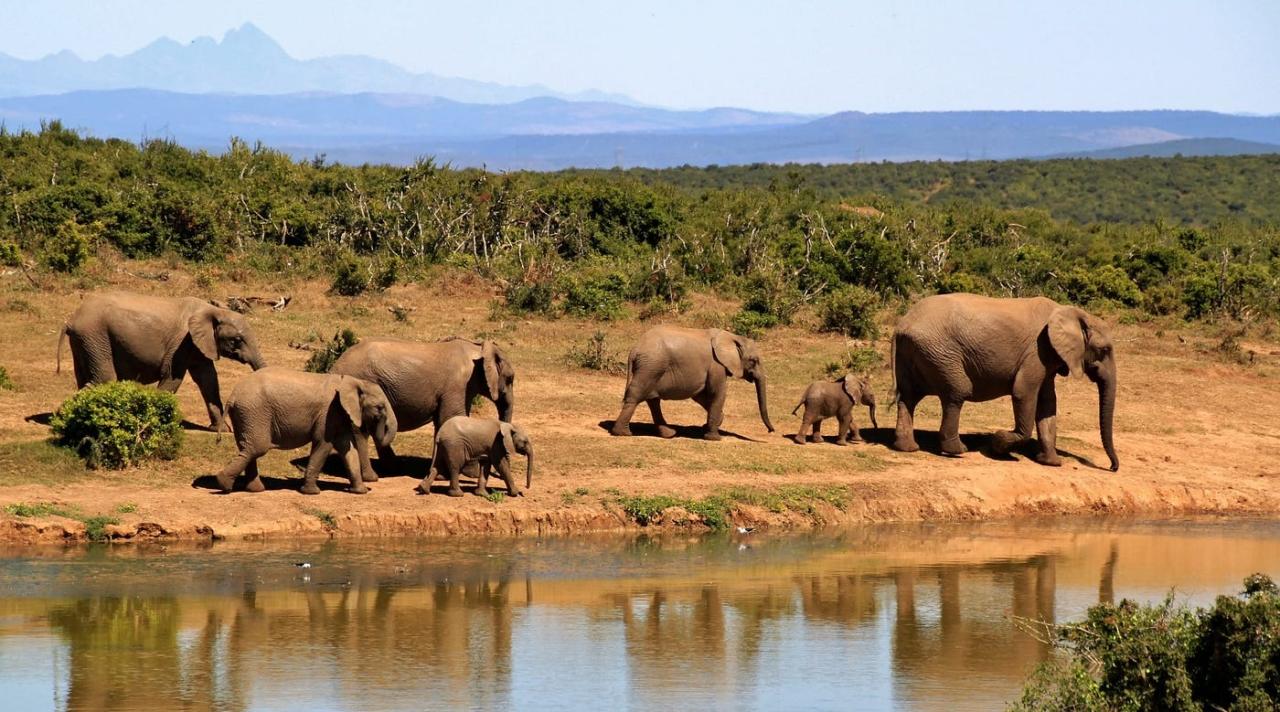 Top Destinations for the Ultimate African Safari Adventure | by Jay Sailesh  Sheth | Oct, 2023 | Medium